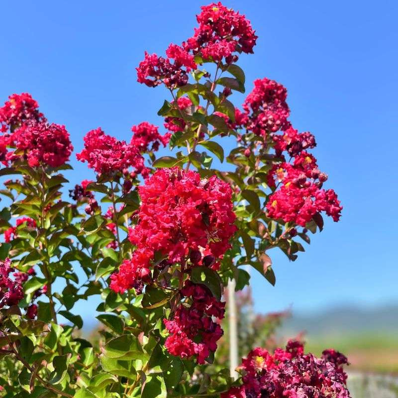 Lagerstroemia indica Braise d'Été - Lilas des Indes rouge français